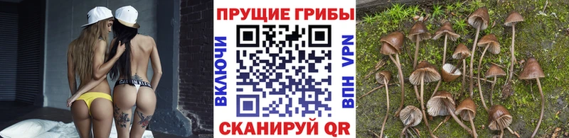 где можно купить наркотик  Сысерть  кракен зеркало  Псилоцибиновые грибы мухоморы 